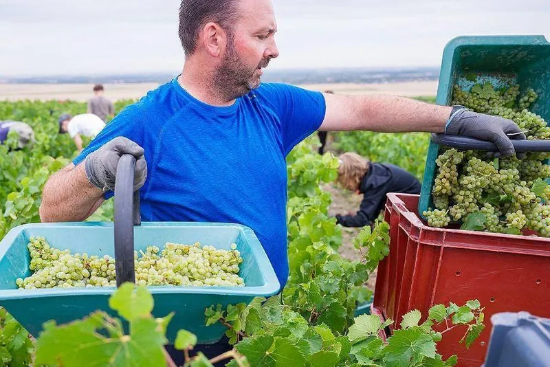 Calor e seca elevam teor alcoólico de parte do champanhe francês