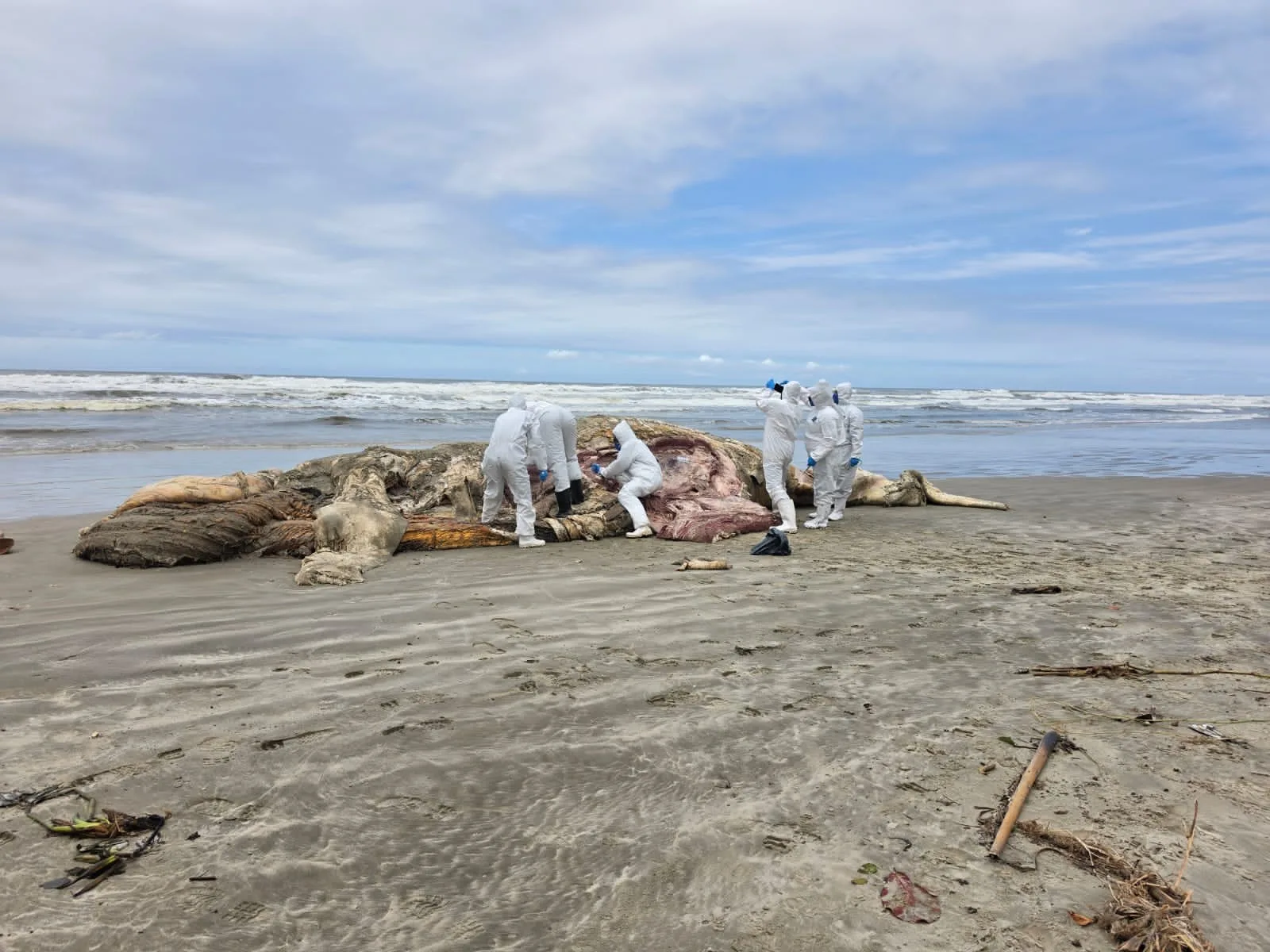 Baleia-jubarte juvenil morre após encalhar em praia de Mongaguá