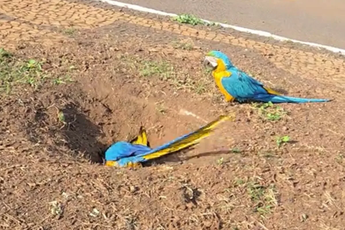 Araras cavam calçada em Três Lagoas e levantam hipóteses sobre comportamento