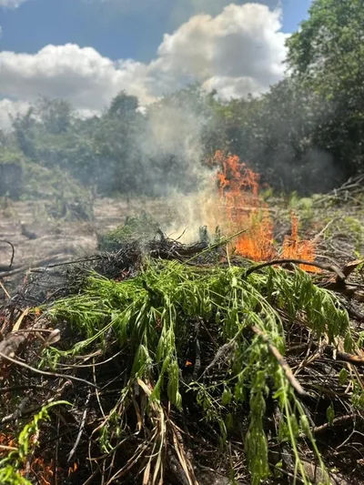 PF destrói plantação com 2,9 mil pés de maconha no Pará
