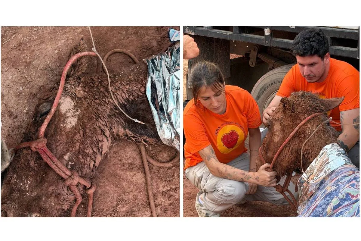 Égua morre após ser resgatada de soterramento em Itapevi