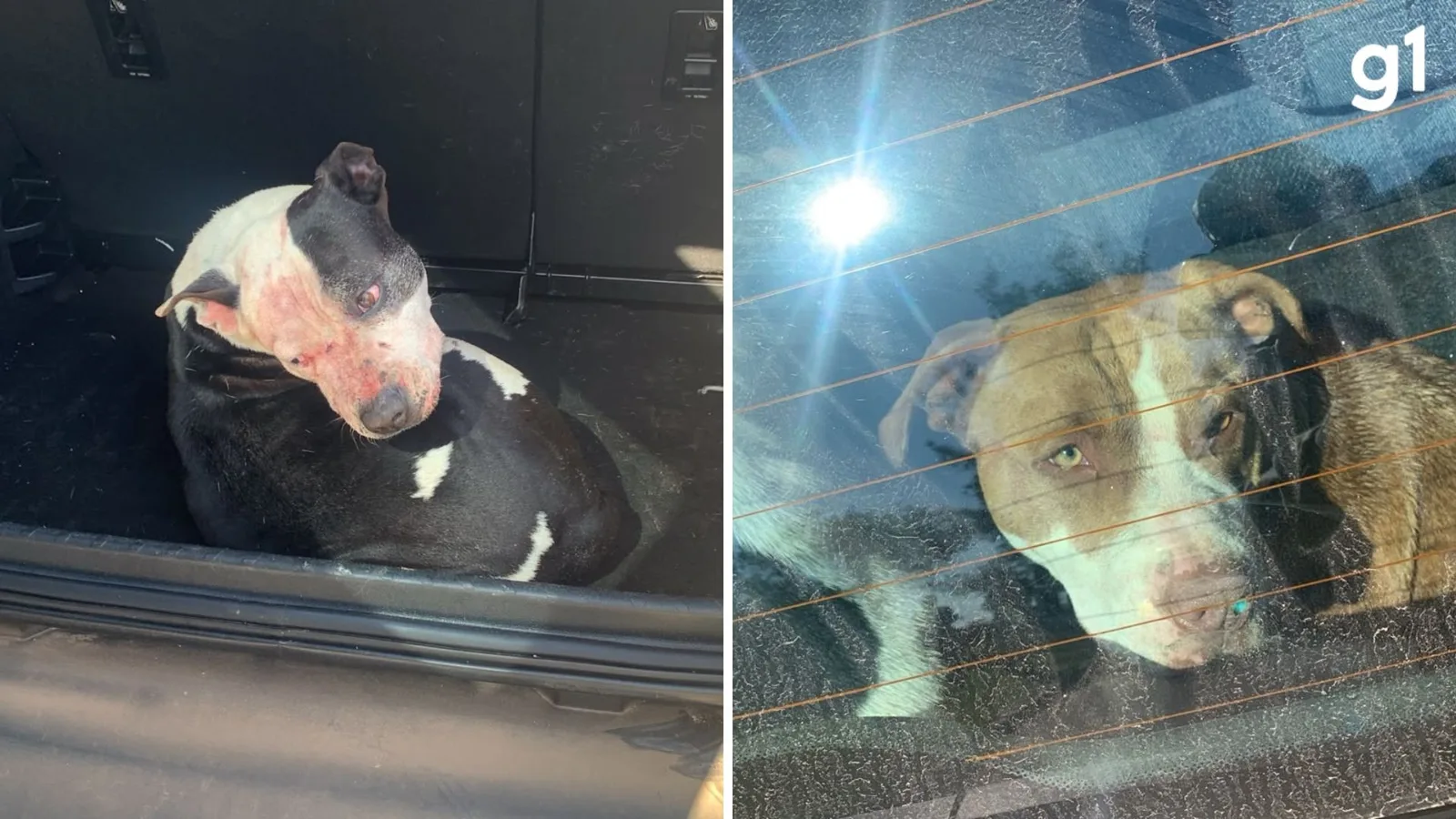 Cães envolvidos em ataque fatal no RS ficam sob guarda provisória
