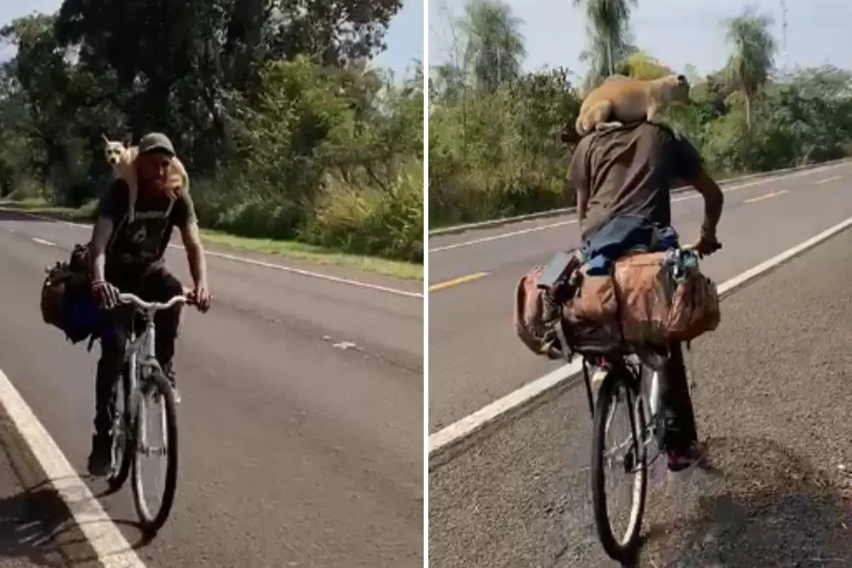 Ciclista leva cachorrinha nas costas enquanto procura trabalho em Mato Grosso do Sul