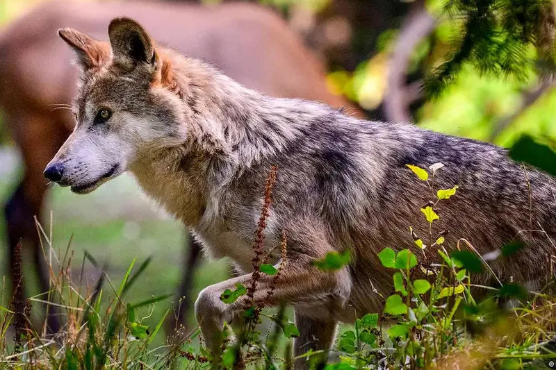 Trump determina revisão da proteção de lobos nos Estados Unidos