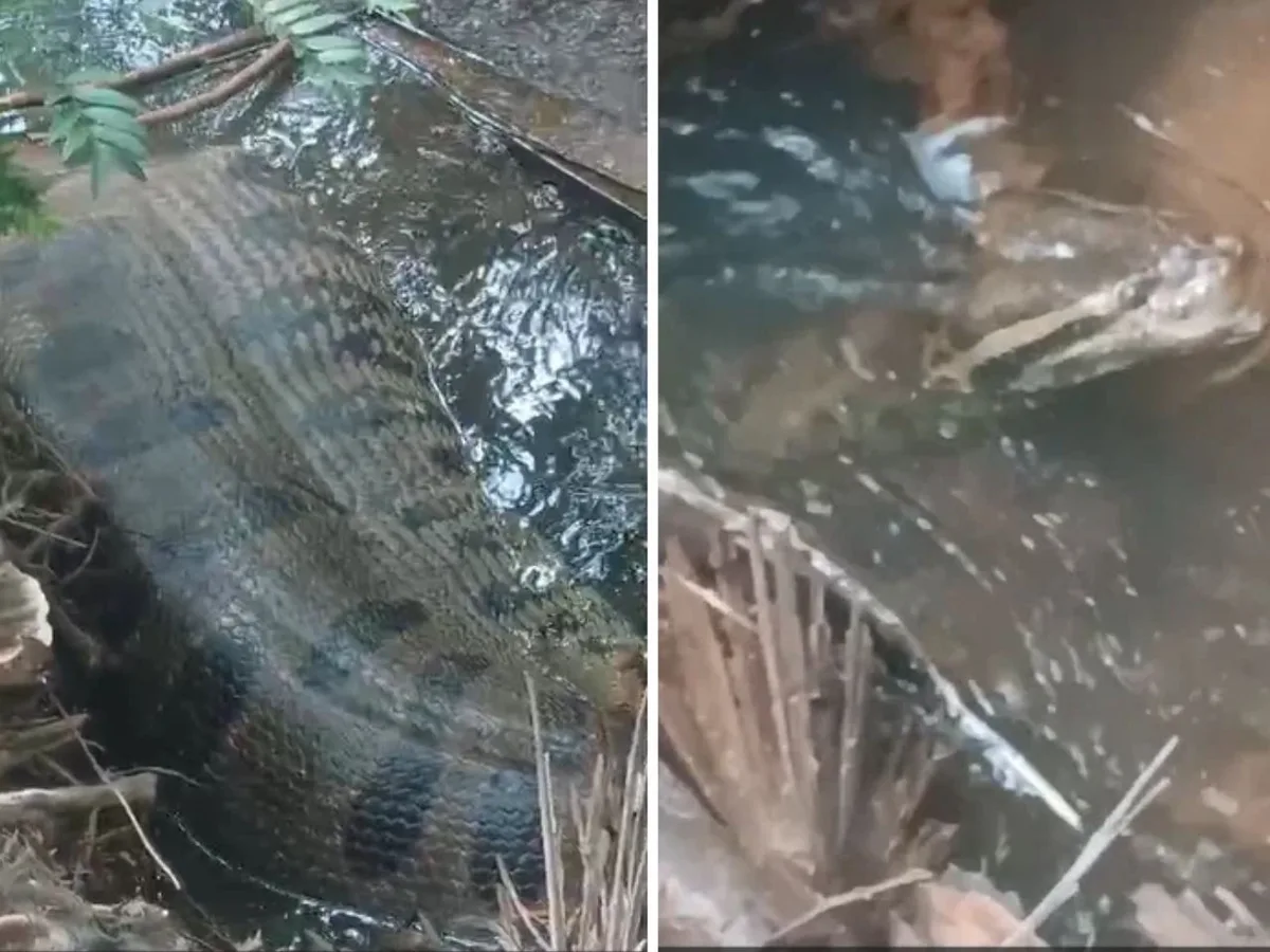 Sucuri de cerca de cinco metros é encontrada em córrego de Coxim