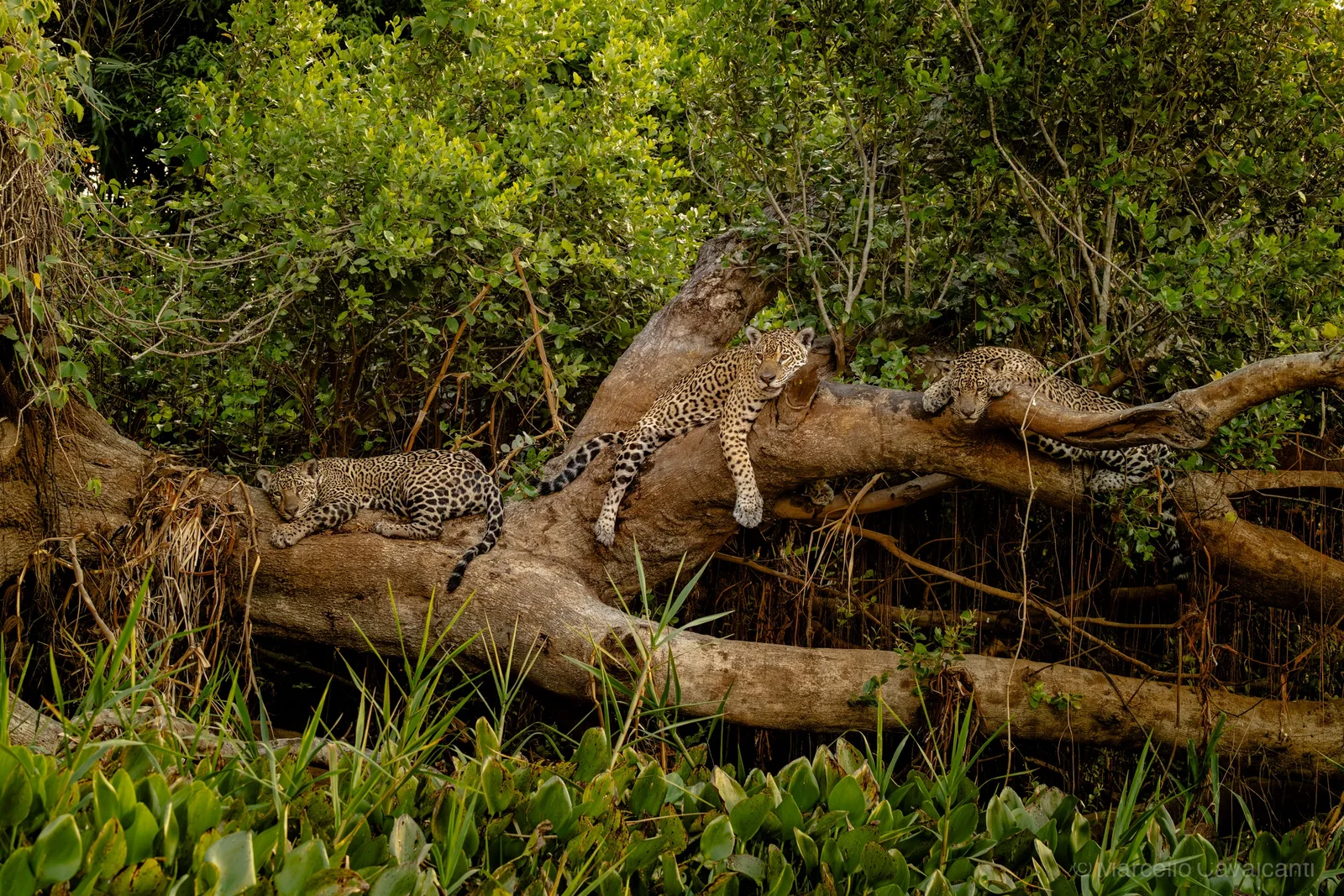 Onça-pintada e dois filhotes são fotografados em tronco no Pantanal de Mato Grosso