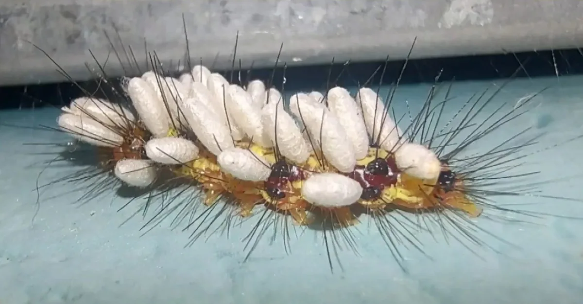 Vespa parasitoide transforma lagarta em hospedeira para criar novas vespas