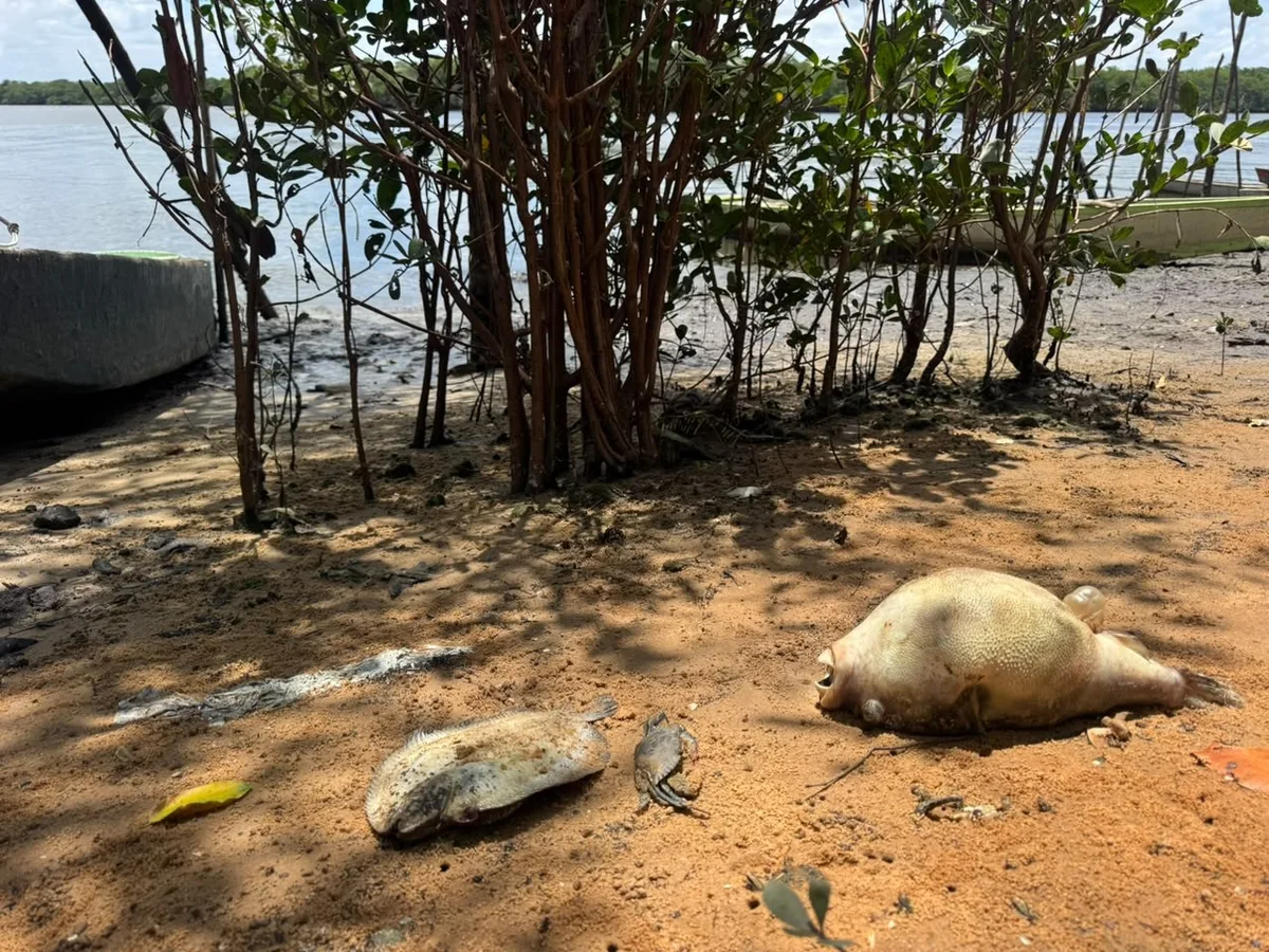Pescadores protestam após mortandade de peixes nos rios Potengi e Jundiaí