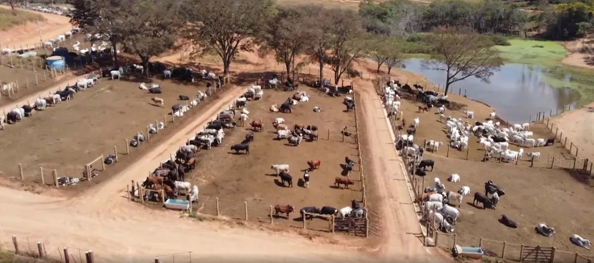 Boitel em Minas acelera engorda do gado e reduz custos para produtores