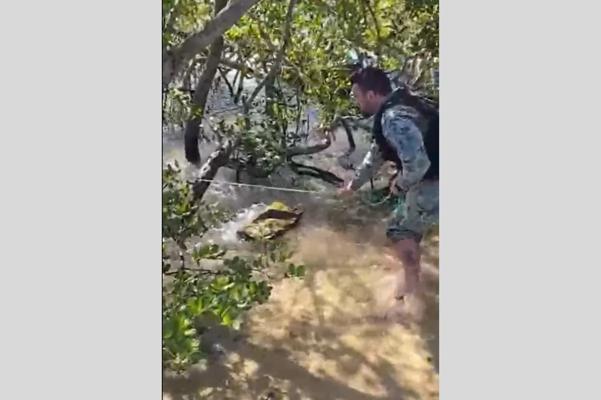 Jacaré é retirado de área frequentada por banhistas em Cabo Frio