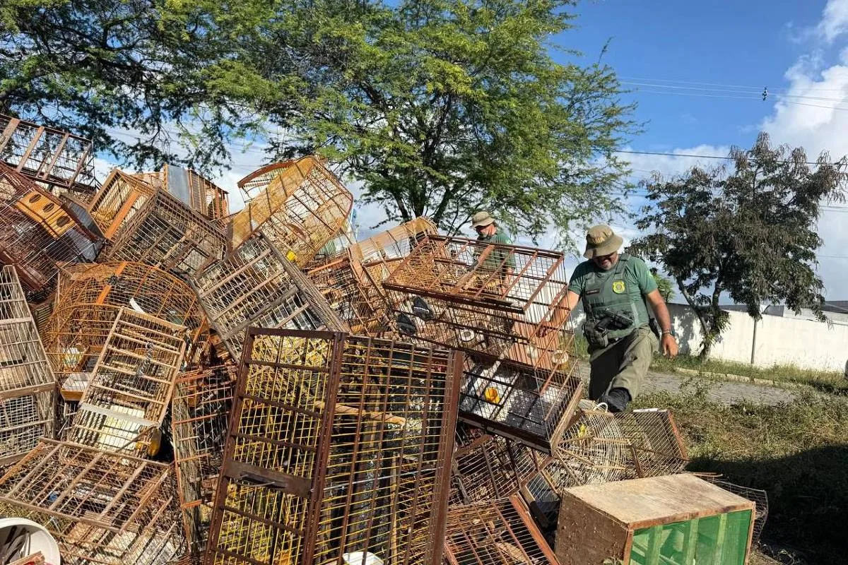 Aves apreendidas em Caruaru serão avaliadas antes de possível soltura