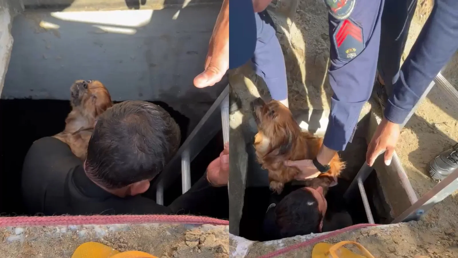 Cão resgatado de galeria em Balneário Camboriú morre após acidente na praia