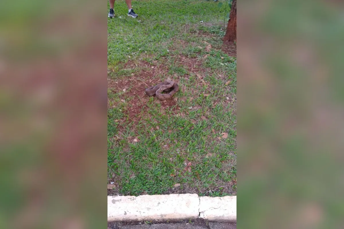 Jiboia é capturada em praça no Centro de Uberlândia