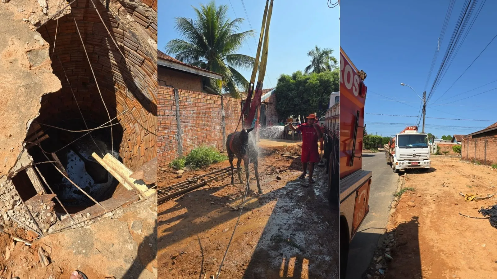 Égua é resgatada após passar oito horas presa em fossa em Ji-Paraná