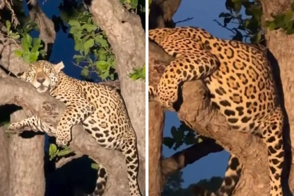 Onça-pintada prenhe é flagrada dormindo em árvore no Pantanal