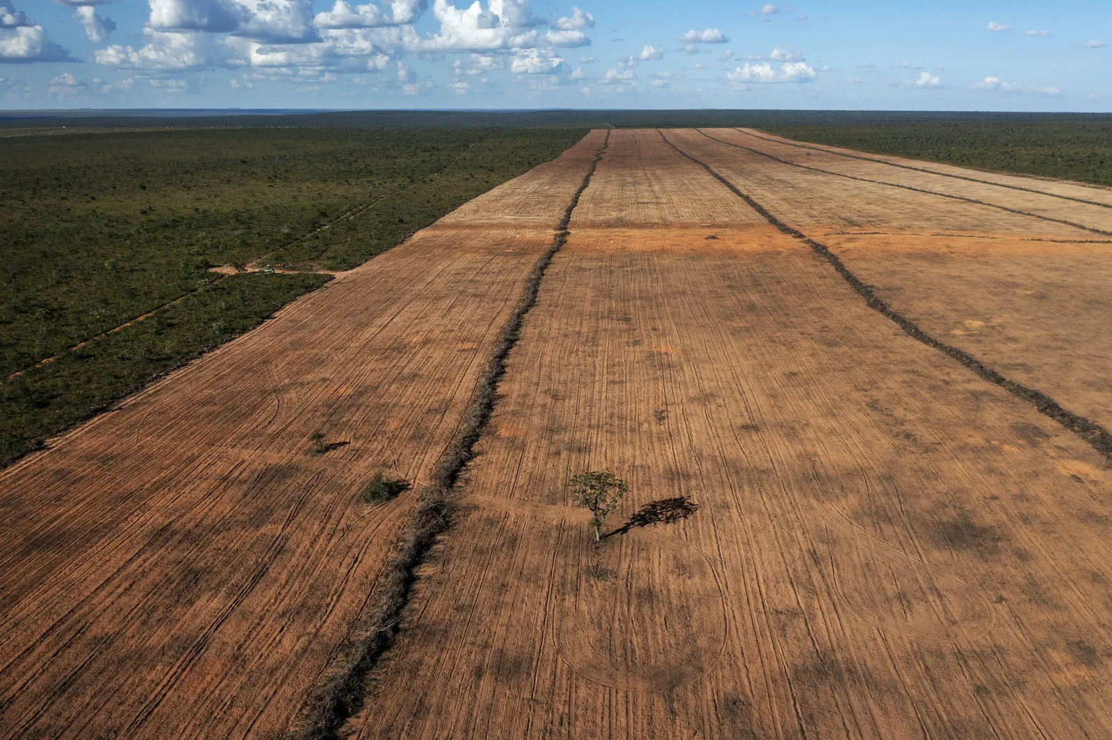 Alertas de desmatamento recuam no cerrado, mas avançam na amazônia em agosto