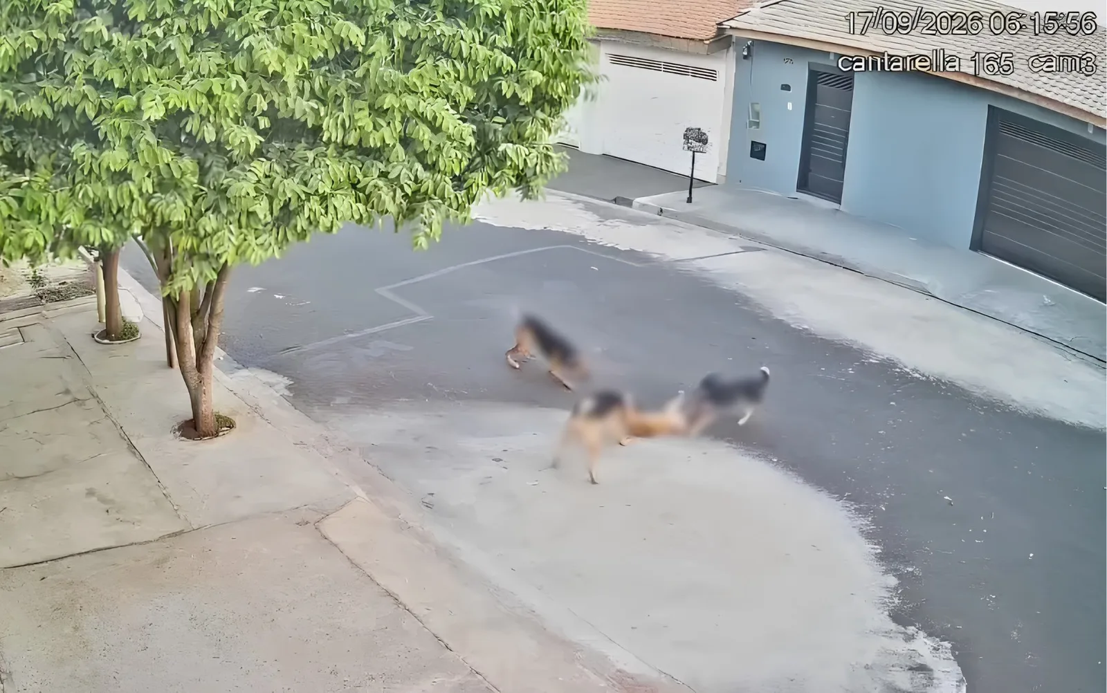 Cães soltos matam dois gatos e uma galinha em bairro de Ribeirão Preto