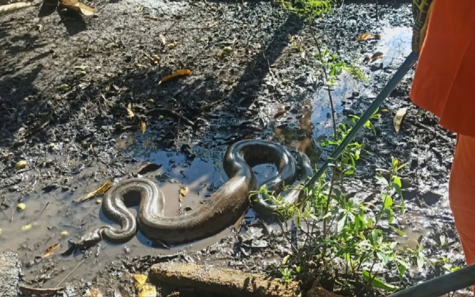 Sucuri-verde é resgatada em quintal de casa em Itumbiara