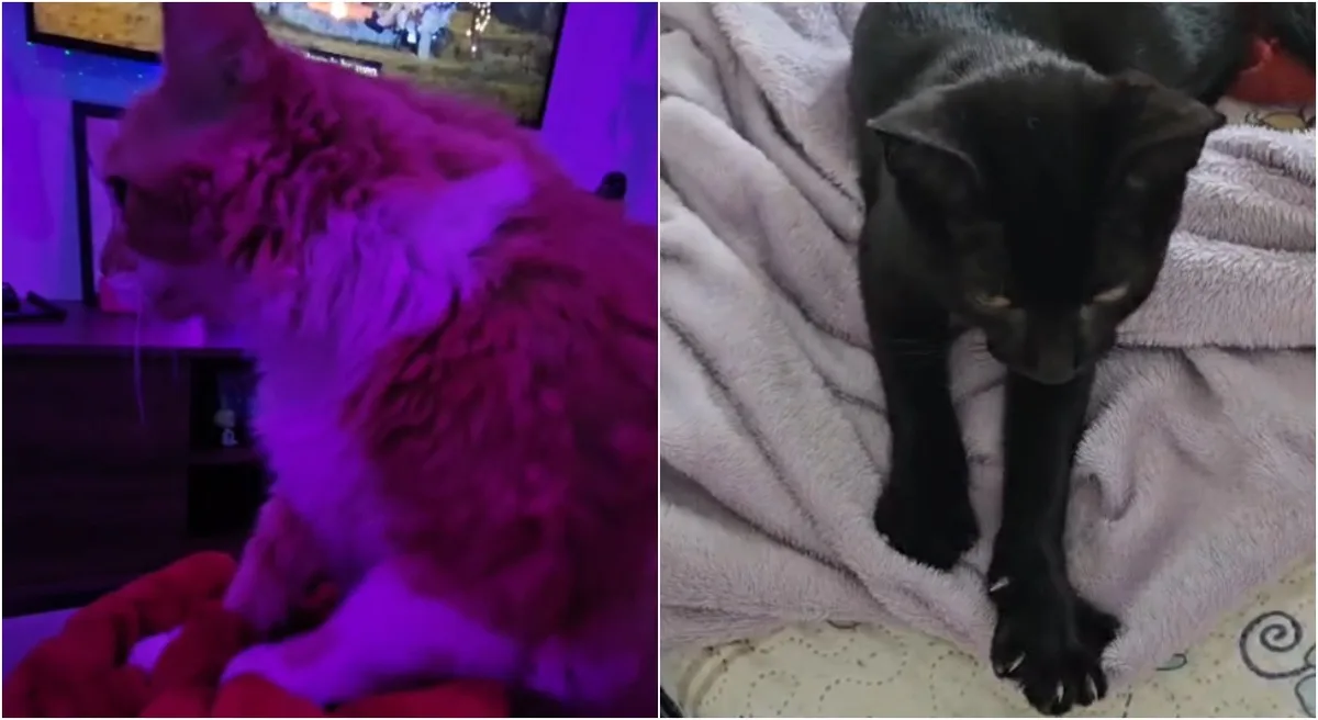 O que significa quando o gato ‘amassa pãozinho’