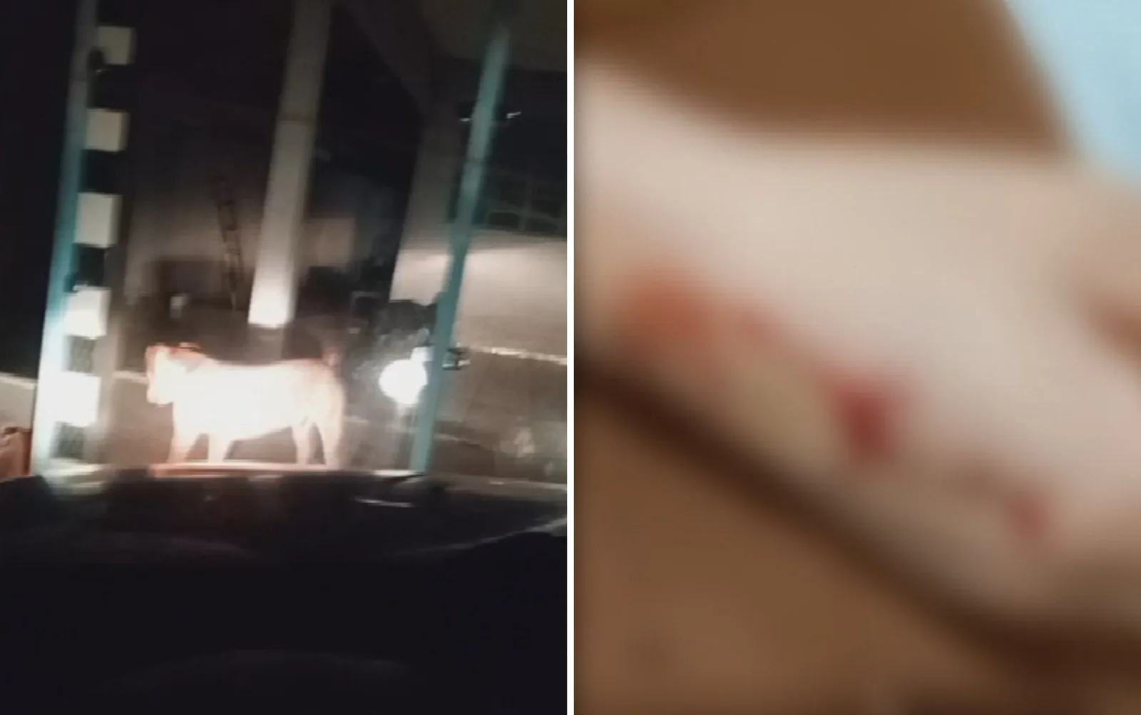 Família fica fora de casa após ataque de cachorro em Mineiros