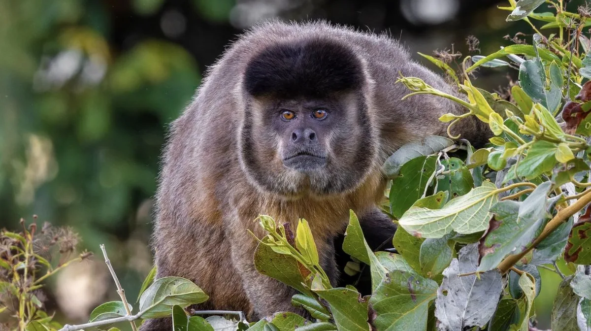 Macacos-prego caçam mais pequenos vertebrados quando há menos frutos