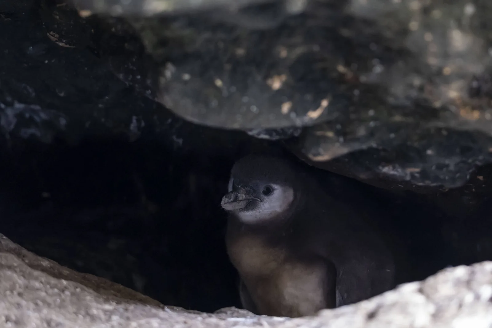 El Niño reduz colônia de pinguins-de-humboldt no Peru a quatro aves