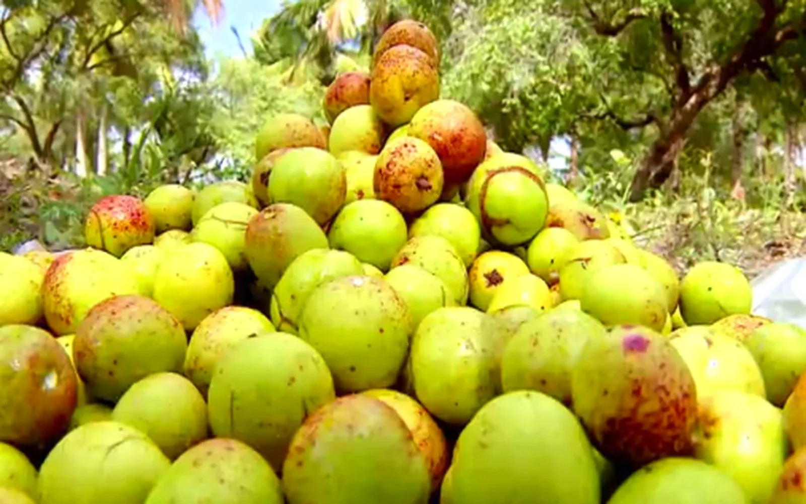 Umbu lidera extração de frutos no Rio Grande do Norte em 2025