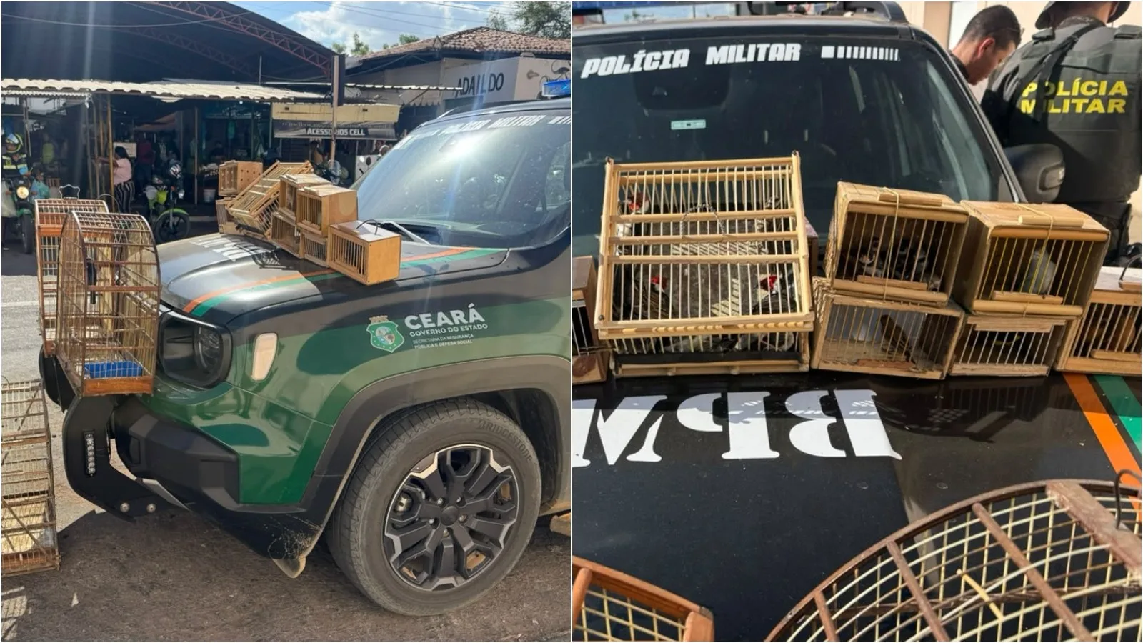 PM do Ceará apreende 27 aves vendidas ilegalmente em feira de Barbalha