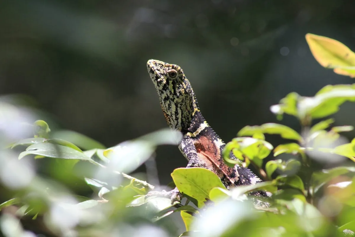 Lagarto raro da Chapada Diamantina passa a ser classificado como criticamente ameaçado