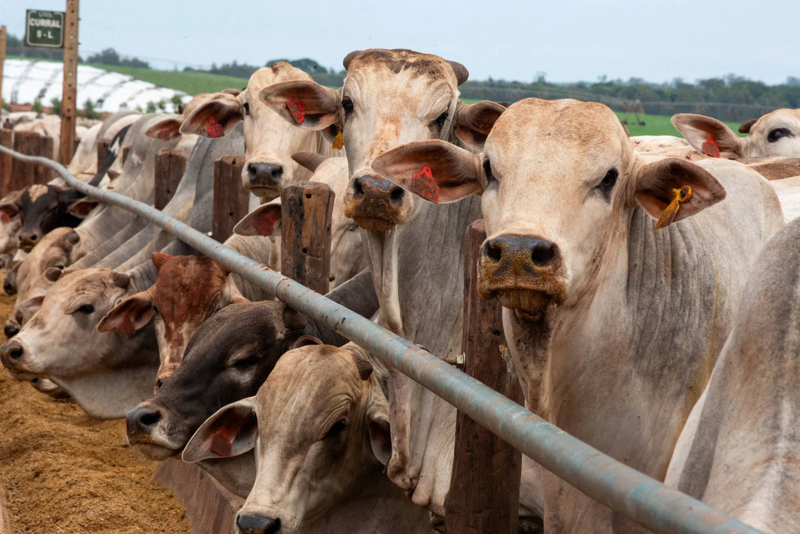 Uruguai cede excedente de cota de carne à China para exportadores brasileiros