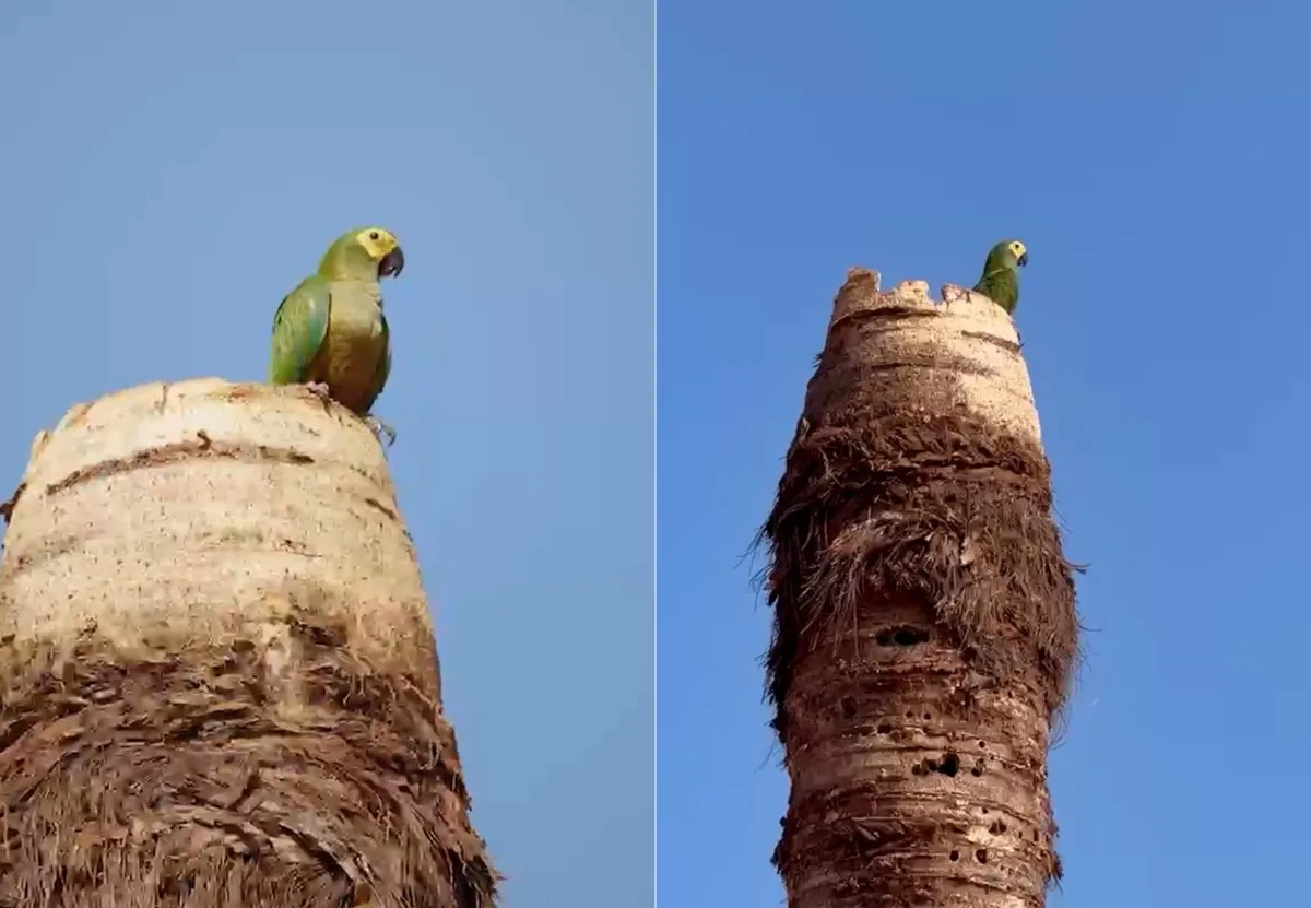 Ninho de maracanã-do-buriti muda obras em rotatória de Araguaína