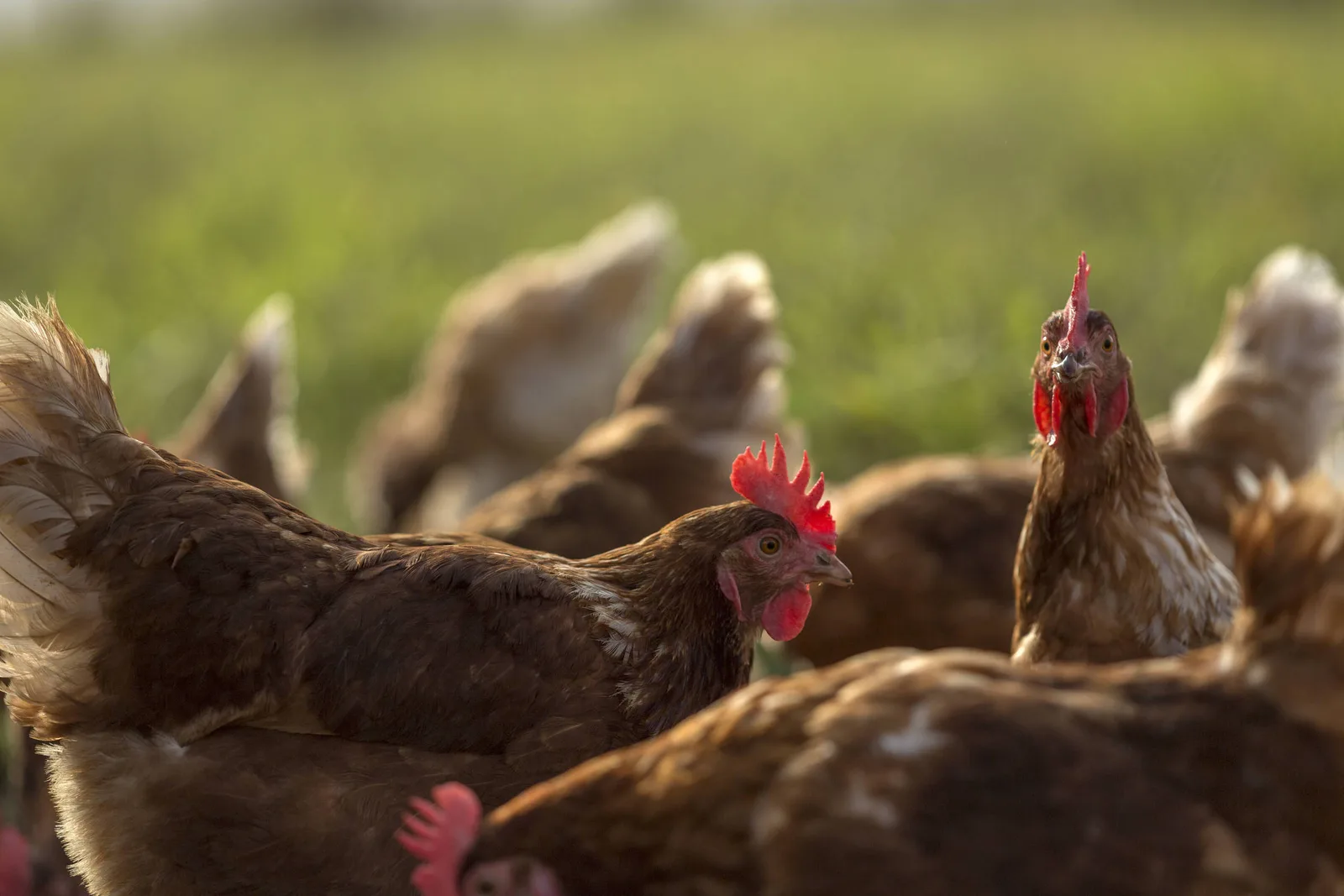 Exportações de frango do Brasil avançam em setembro, impulsionadas por UE e China