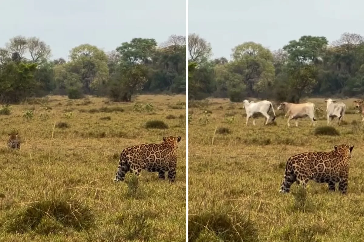 Vídeo registra disputa entre onças e aproximação de gado no Pantanal