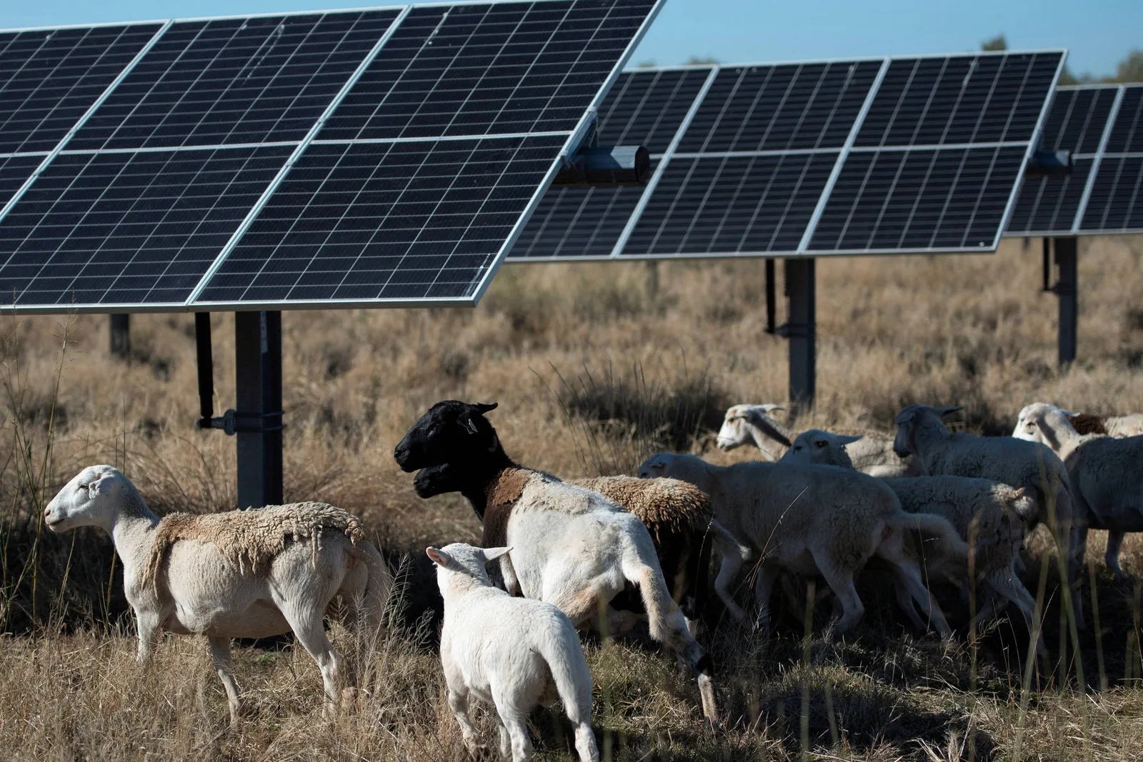 Mudanças no Reap restringem acesso de agricultores dos EUA a financiamento energético