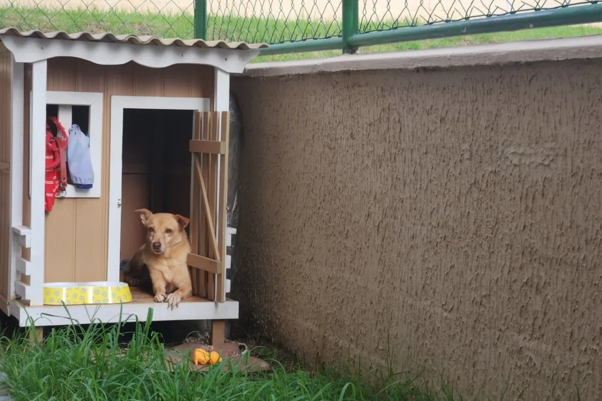 Designer instala ventilador solar na casinha de cachorra em Manaus