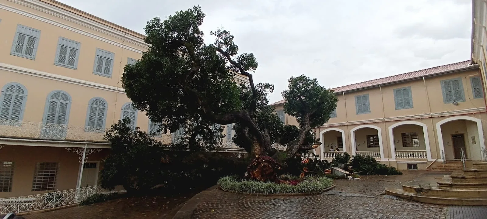 Mangueira plantada em 1860 cai no pátio de colégio em Itu